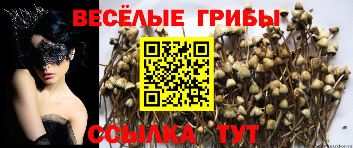 Псилоцибиновые грибы прущие грибы  Псилоцибиновые грибы прущие грибы  Сосновоборск  Вход с VPN 